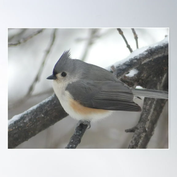 Tufted Titmouse Poster Wall Art, Modern Wall Decor For Living Room Bedroom, 8x12 UNFRAMED