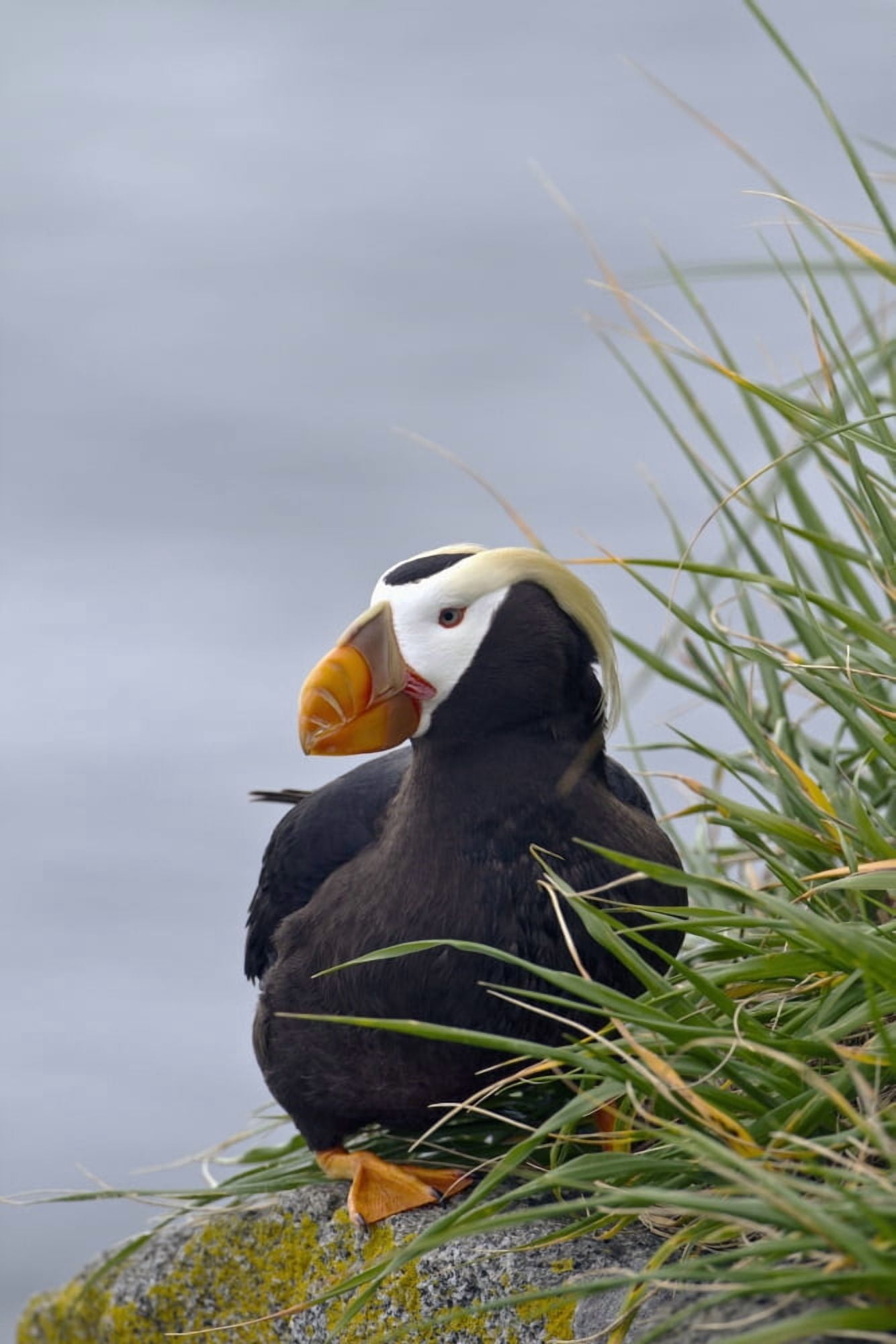 Tufted puffin (Fratercula cirrhata) sitting on boulder Walrus Islands State Game Sanctuary Round Island Bristol Bay Southwestern Alaska Canvas Art - Gary Schultz Design Pics (12 x 19)