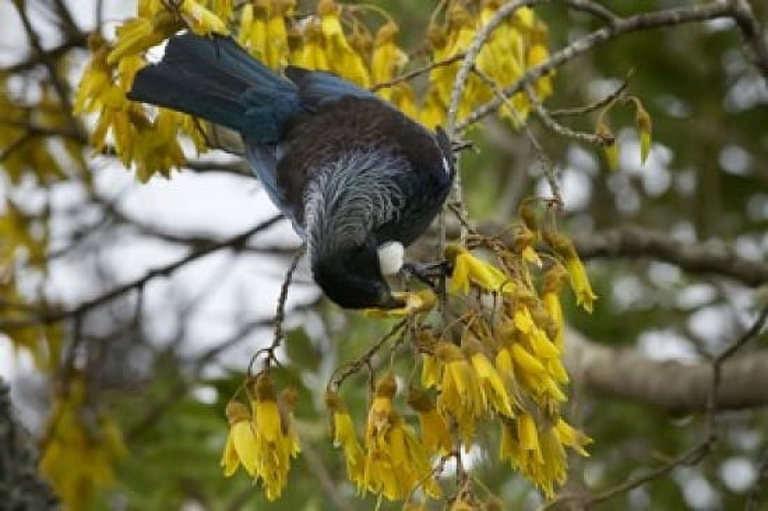 Tui bird Kowhai Tree North Island New Zealand Canvas Art - David Wall DanitaDelimont (24 x 15)