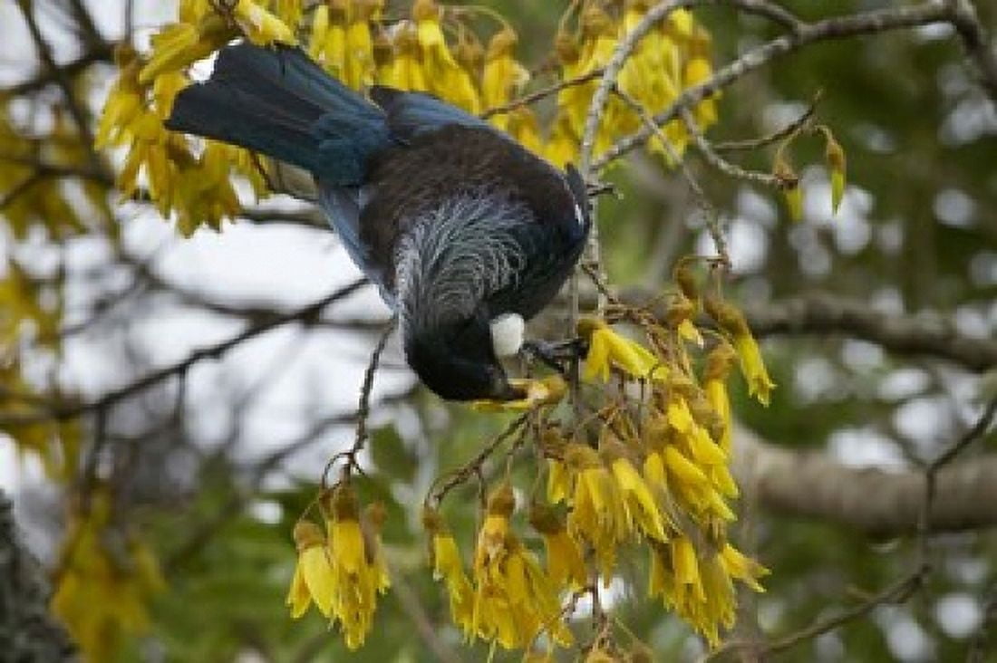 Tui bird Kowhai Tree North Island New Zealand Canvas Art - David Wall DanitaDelimont (35 x 24)