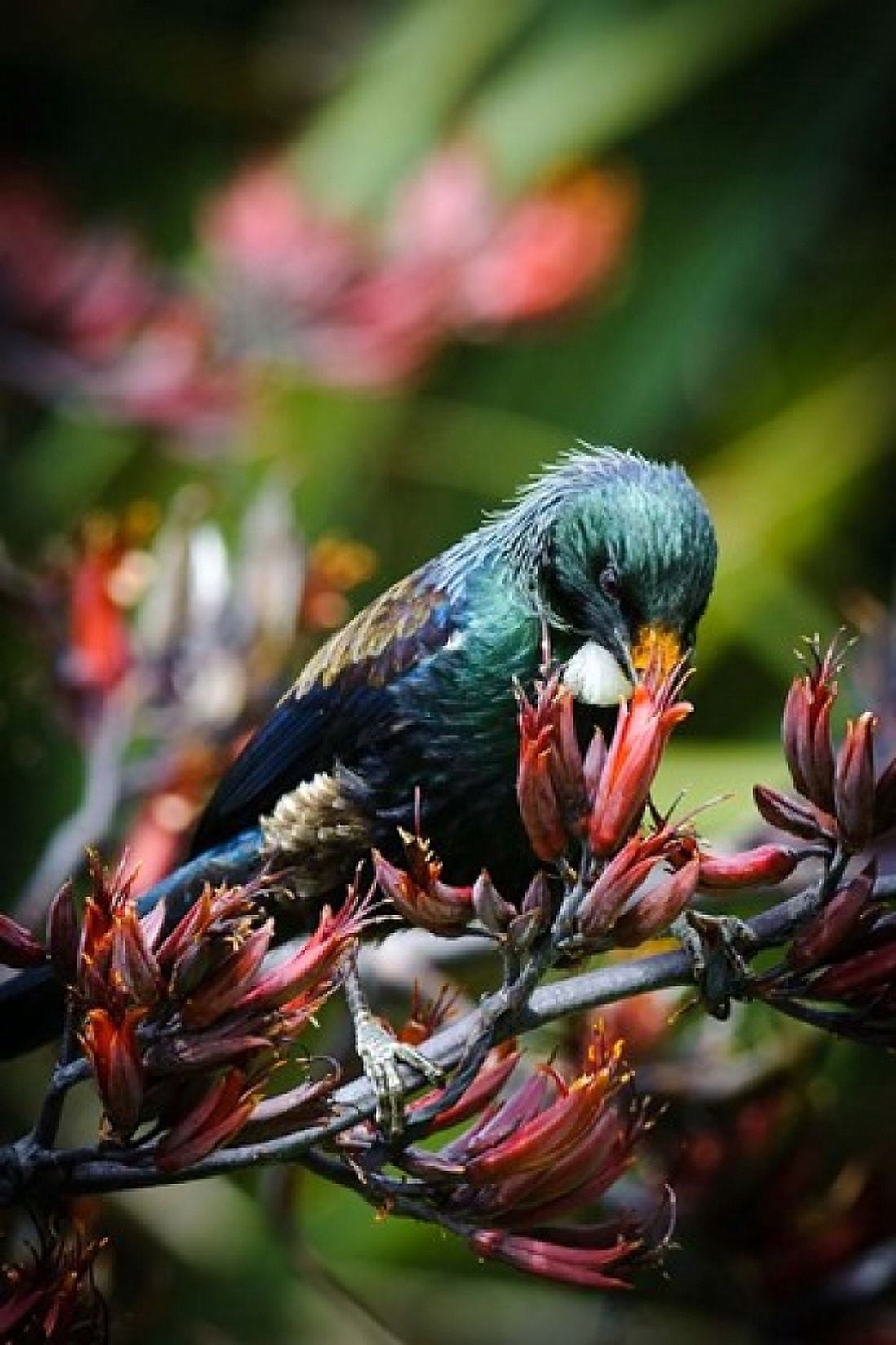 Tui bird New Zealand Canvas Art - Fredrik Norrsell DanitaDelimont (17 x 26)