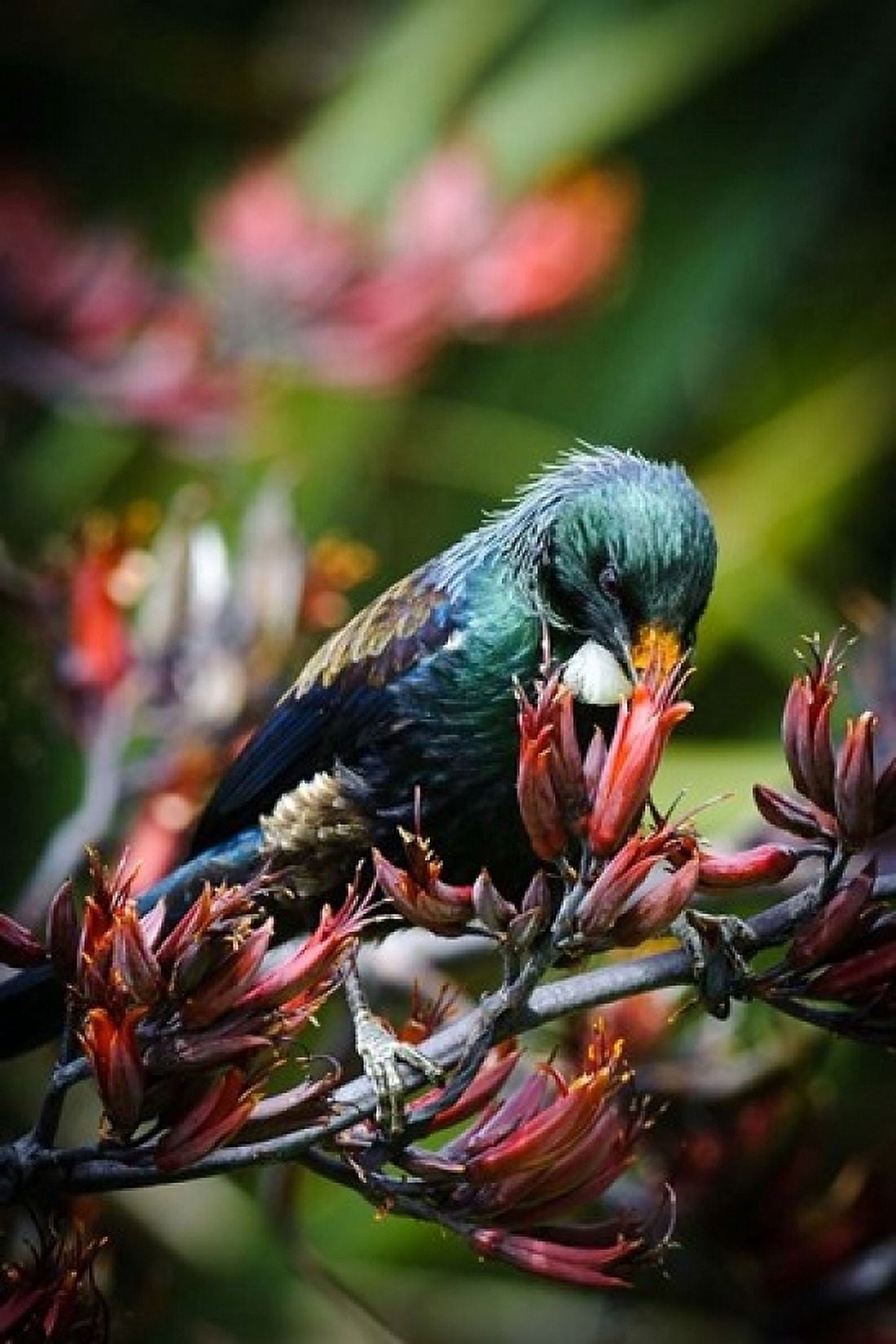 Tui bird New Zealand Canvas Art - Fredrik Norrsell DanitaDelimont (24 x 36)