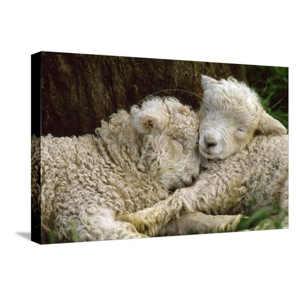 Tukidale Sheep Lambs, Raised for Carpet Wool, Animals Stretched Canvas Wall Art Sold by Art.Com
