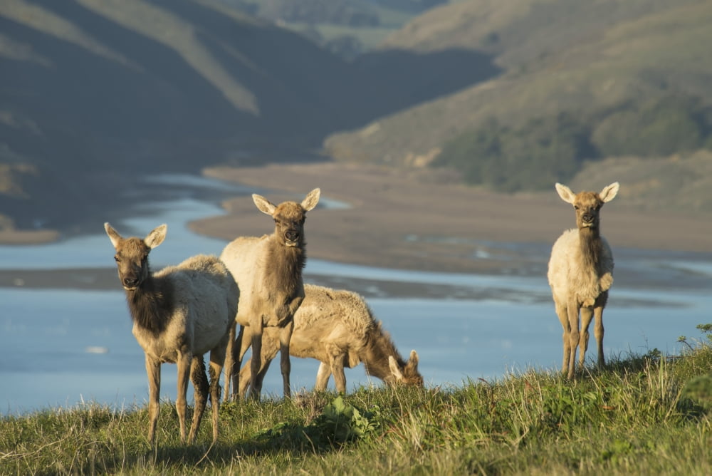 Tule Elk (Cervus Canadensis Ssp Nannodes) In Point Reyes National Seashore California United States Of America Canvas Art - Mark Newman Design Pics (18 x 12)