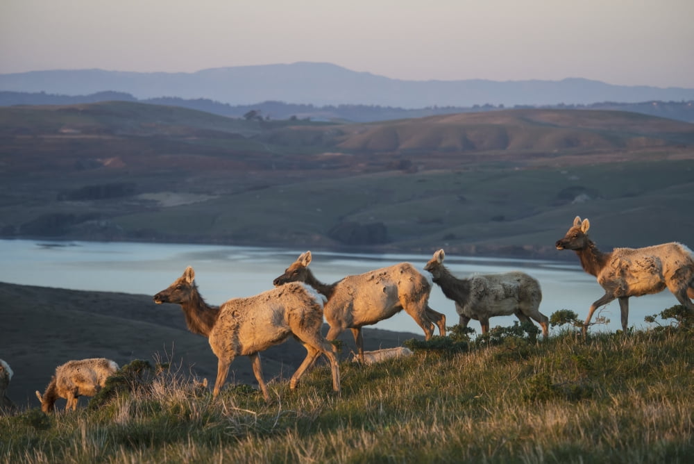 Tule Elk (Cervus Canadensis Ssp Nannodes) In Point Reyes National Seashore California United States Of America Canvas Art - Mark Newman  Design Pics (36 x 24)