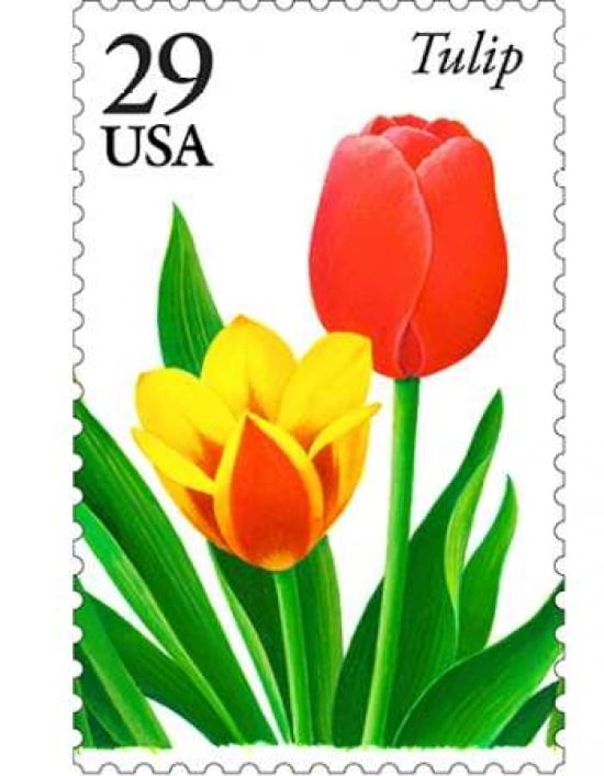 Tulip 29 Canvas Art - US POSTAL SERVICE (24 x 30)