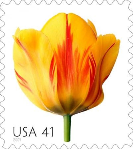 Tulip 41 Canvas Art - US POSTAL SERVICE (24 x 24)