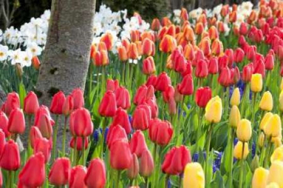 Tulip Bed I Canvas Art - Dana Styber (12 x 18)