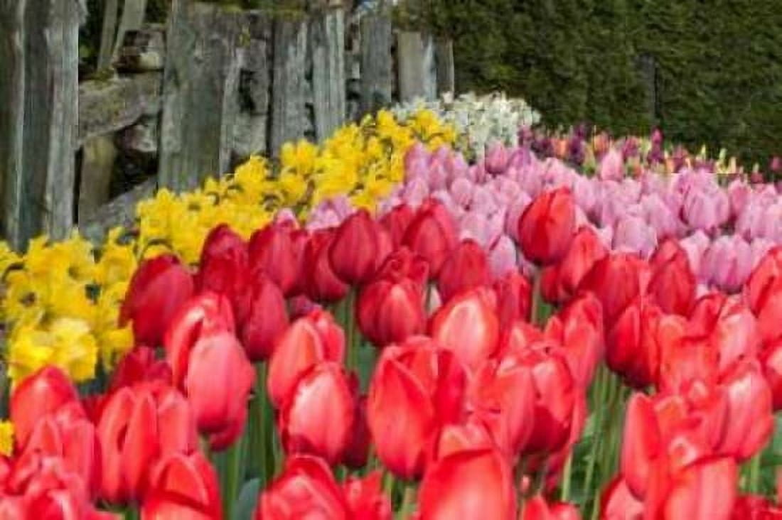 Tulip Bed II Canvas Art - Dana Styber (24 x 36)