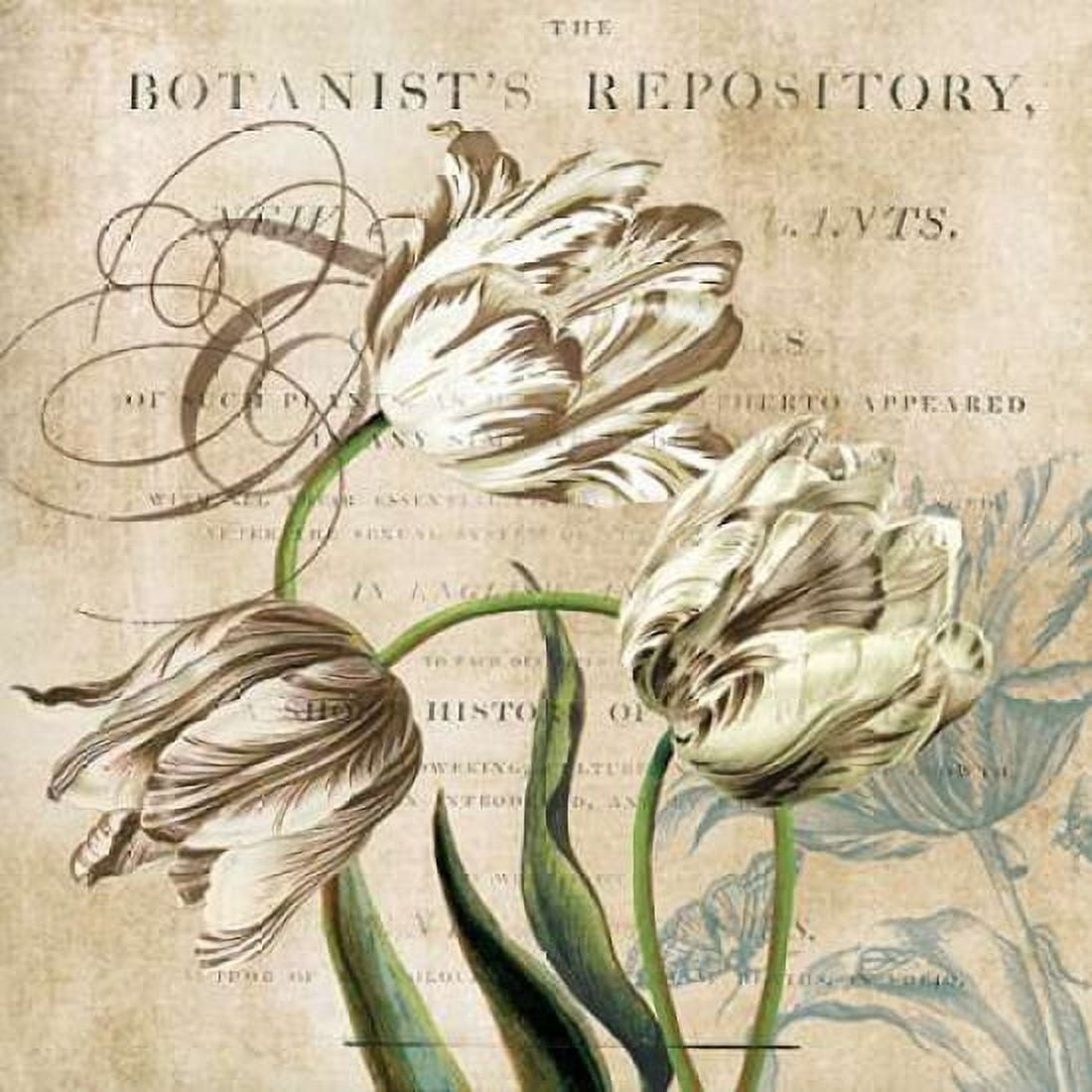 Tulip Botanical Canvas Art - Carol Robinson (24 x 24)
