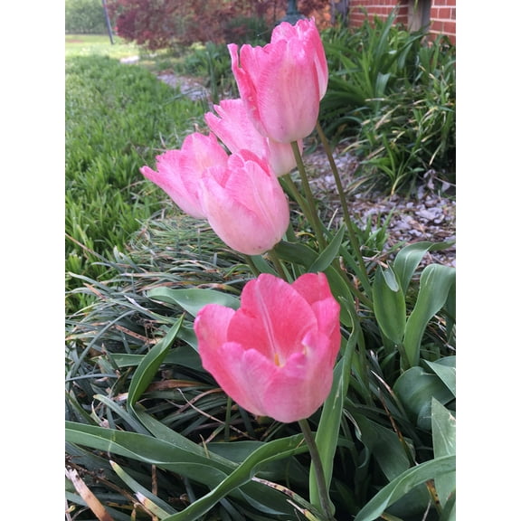Tulip Bulbs - 20 Pink Impression Darwin Tulip - Bulb Size 11/12 cm - Fall Planting & Spring Blooms