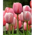 thumbnail image 1 of Tulip Bulbs - 20 Pink Impression Darwin Tulip - Bulb Size 11/12 cm - Fall Planting & Spring Blooms, 1 of 1