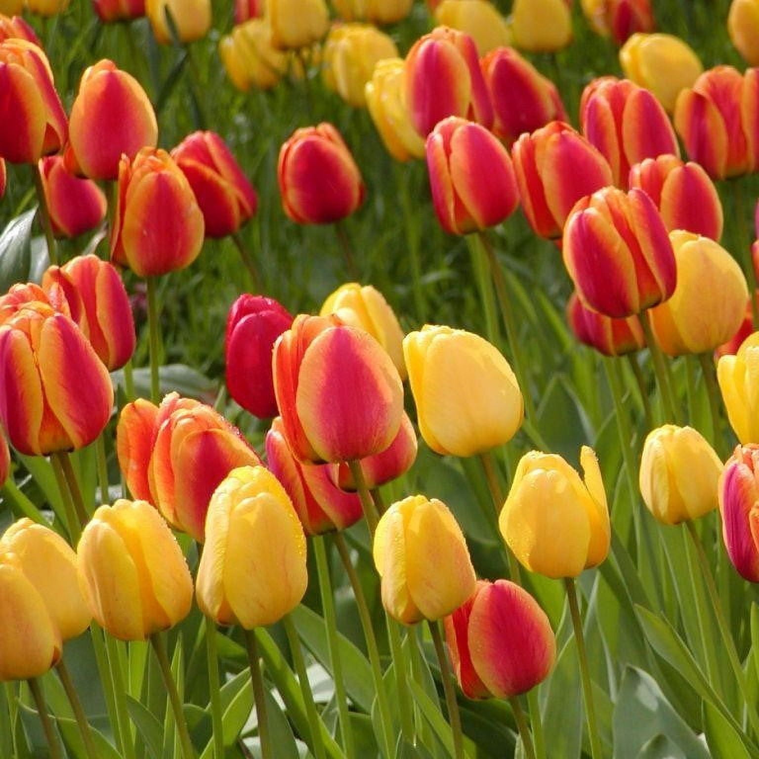 Tulip Bulbs Apeldoorn Mix 100 Bulbs Mixed Flower Bulbs, Bulb