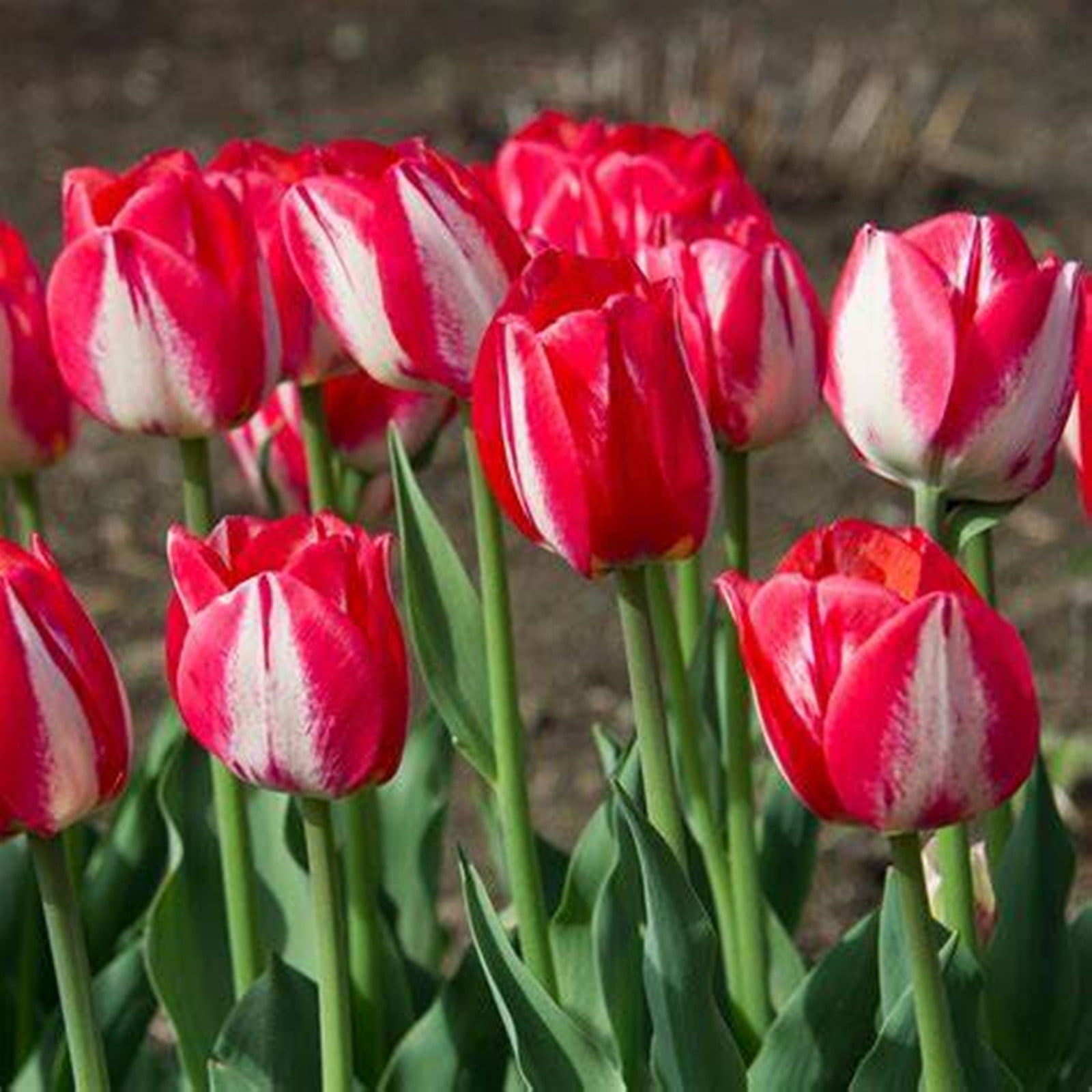 Tulip Bulbs, Tulip Bulbs Bulk , Tulip Bulbs For Planting , Tulip Bulbs