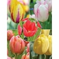 Tulip Bulbs, Tulip Bulbs Bulk , Tulip Bulbs For Planting , Tulip Bulbs