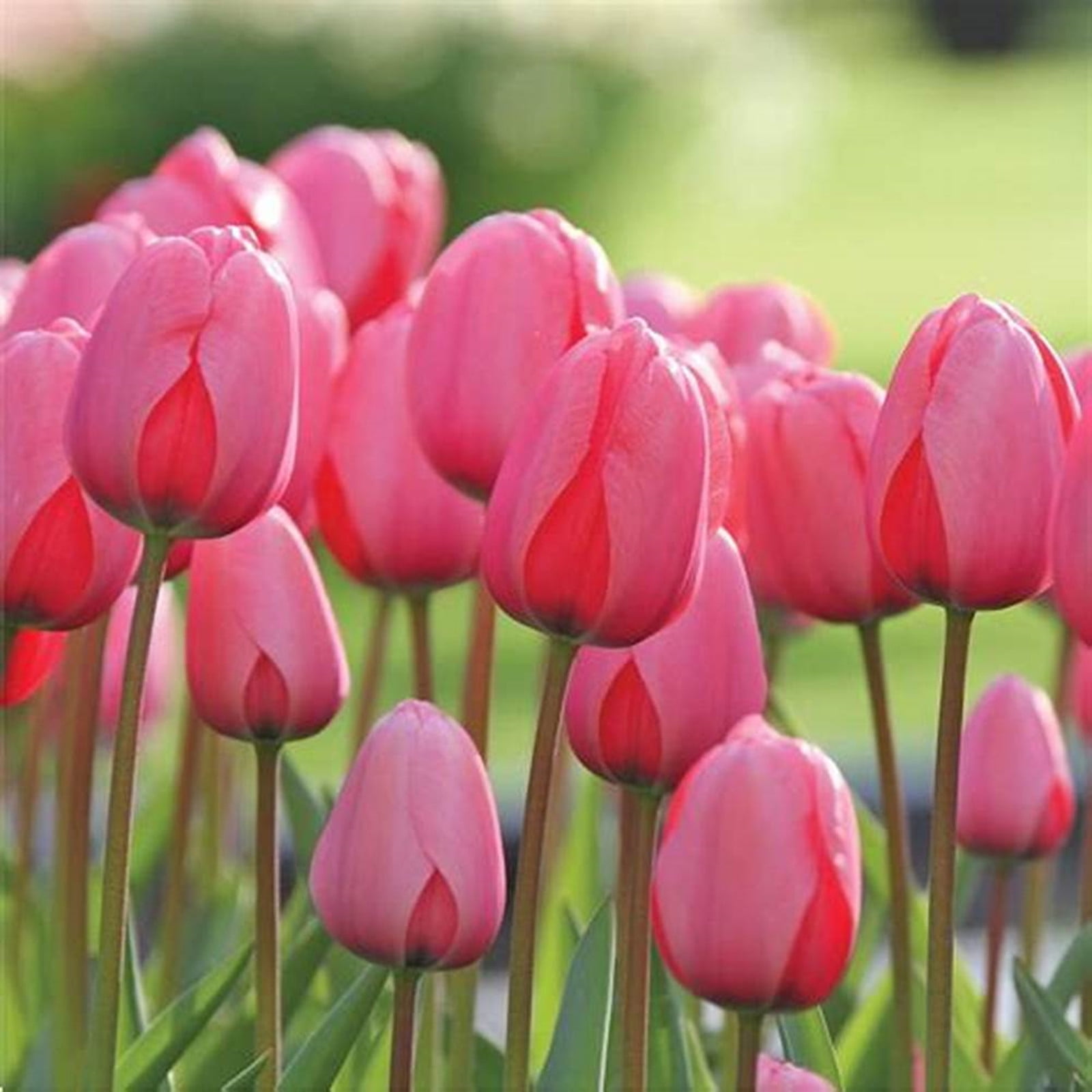 Tulip Bulbs, Tulip Bulbs For Planting Bulk Tulip Bulb, Easy To Care For