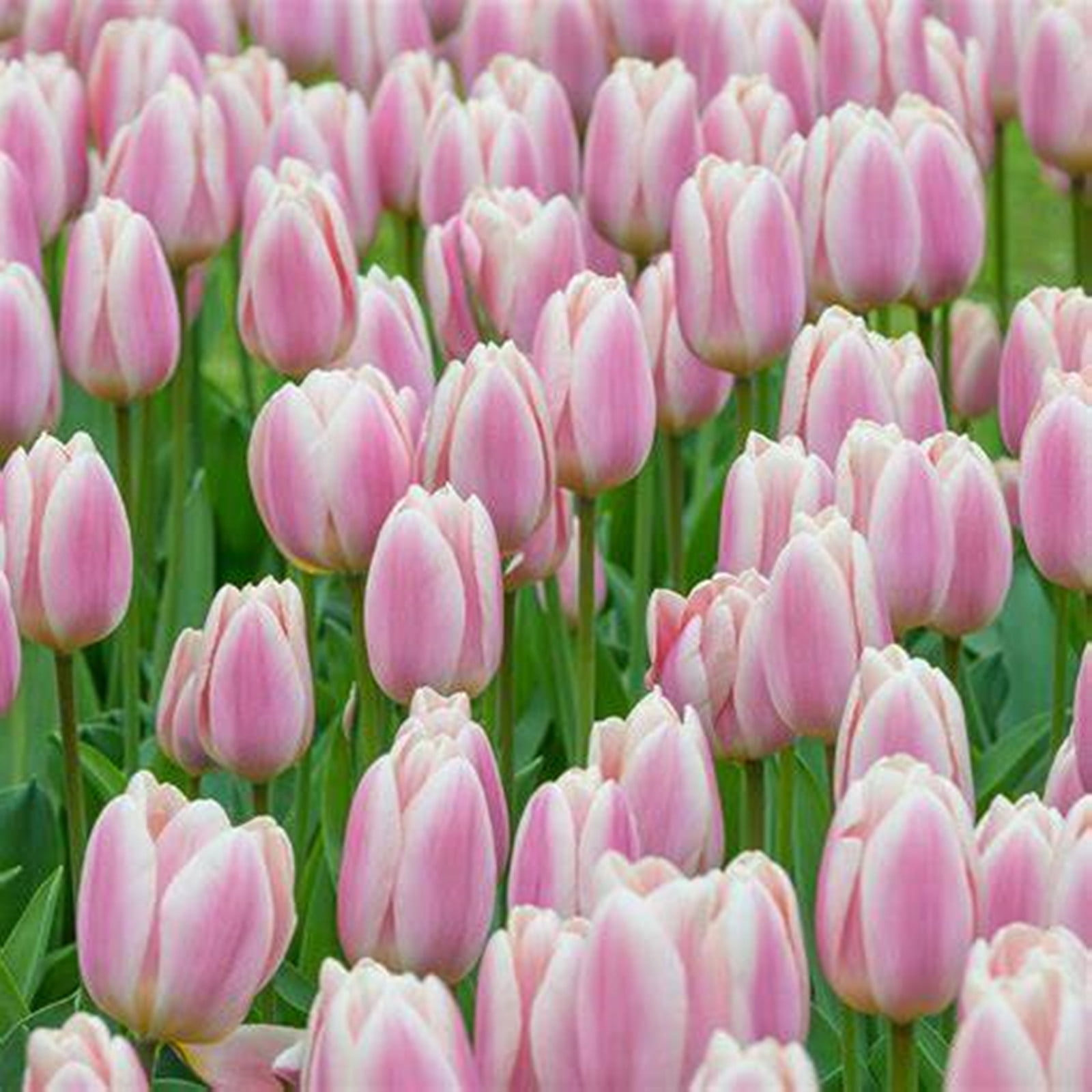 Tulip Bulbs, Tulip Bulbs For Planting Bulk Tulip Bulb, Easy To Care For