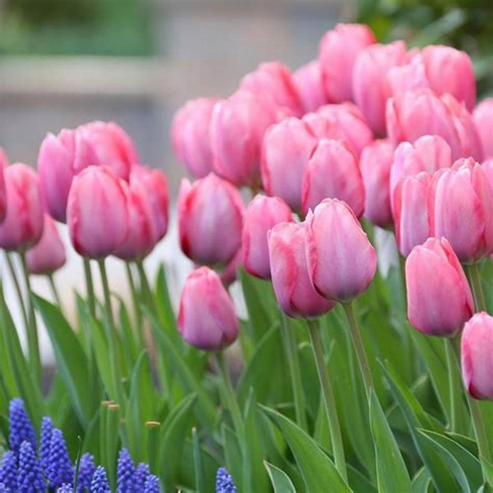 Tulip Bulbs, Tulip Bulbs For Planting Bulk Tulip Bulb, Easy To Care For