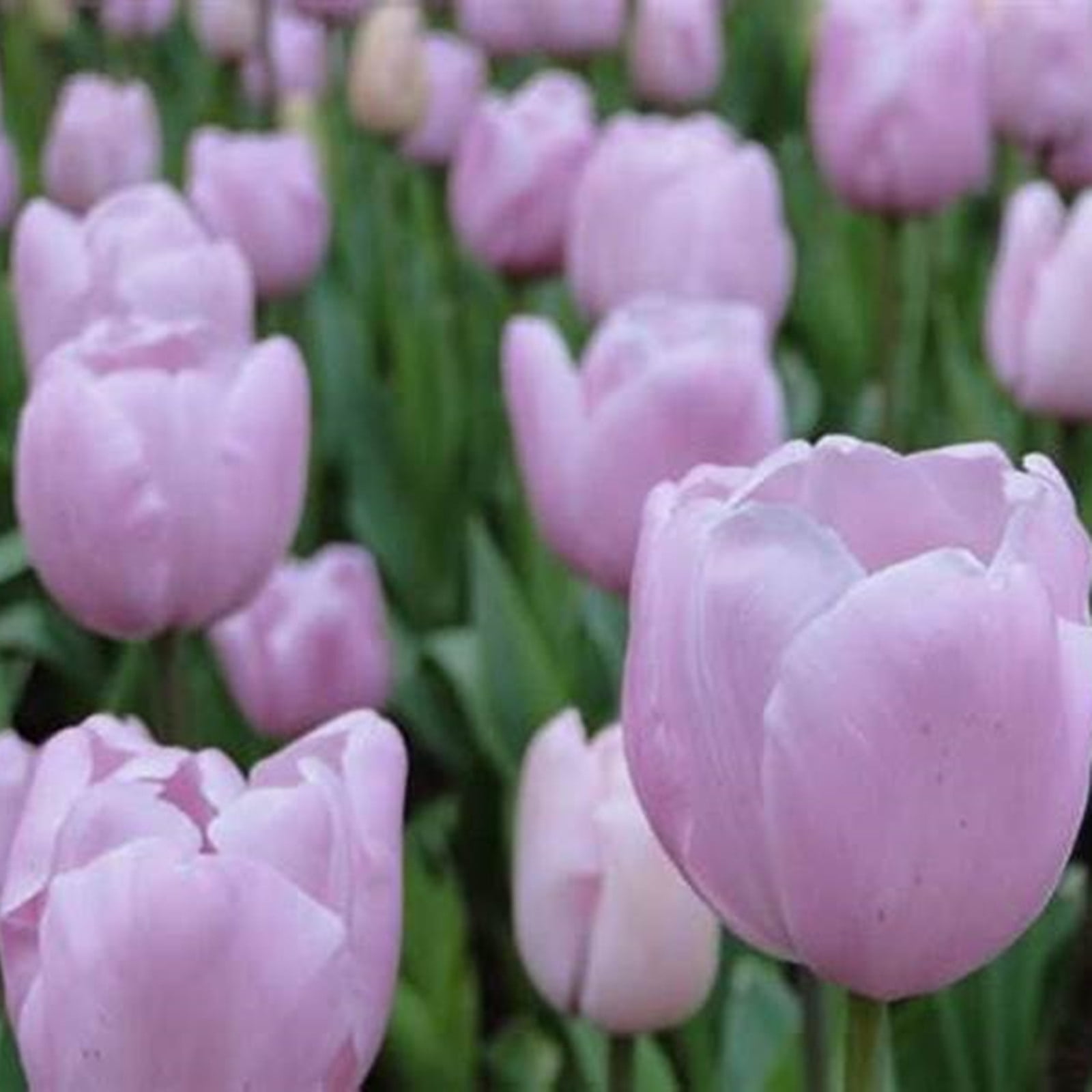 Tulip Bulbs, Tulip Bulbs For Planting Bulk Tulip Bulb, Easy To Care For