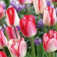 Tulip Bulbs, Tulip Bulbs For Planting Bulk Tulip Bulb, Easy To Care For