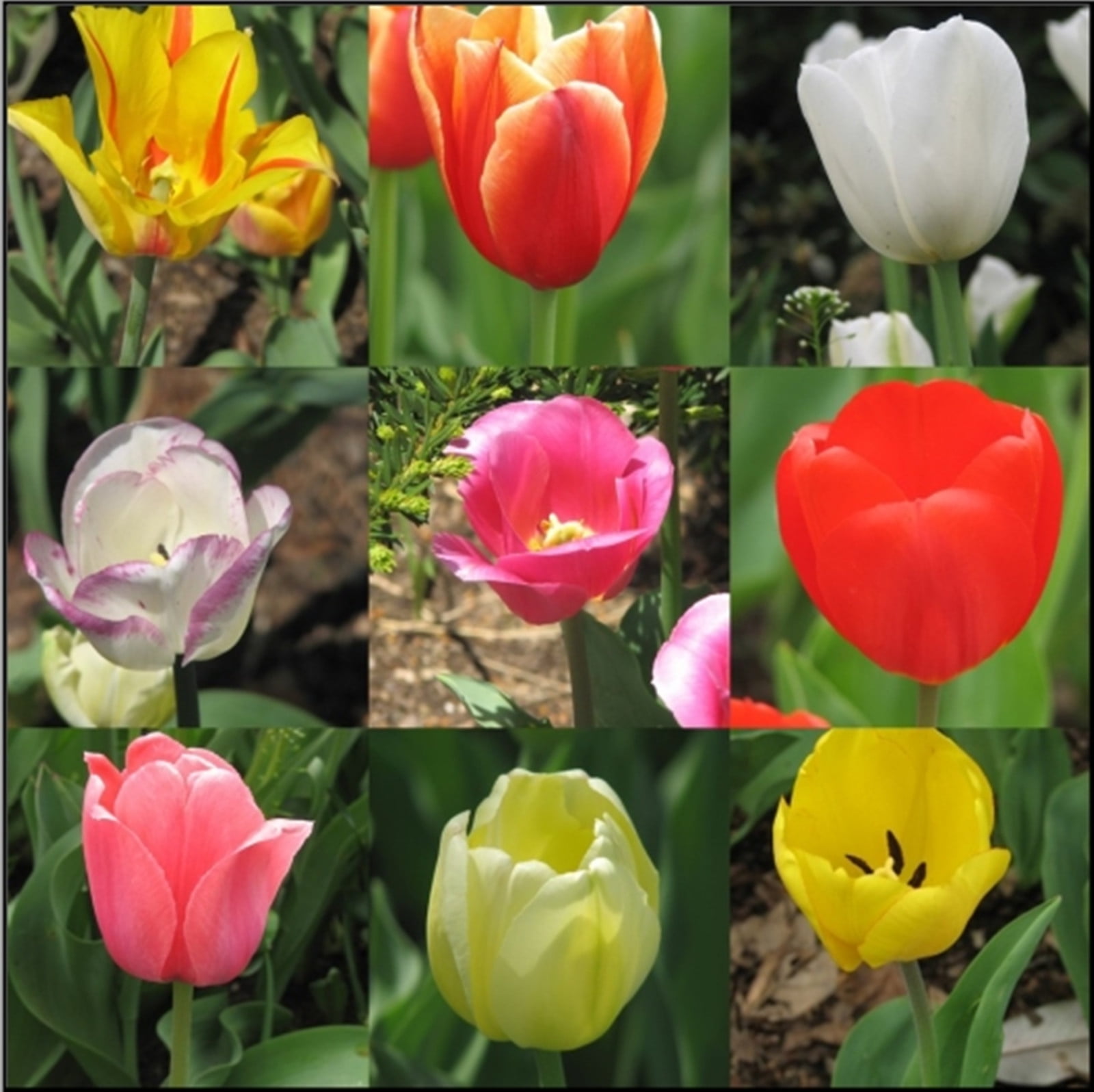 Tulip Bulbs, Tulip Bulbs For Planting , Tulip Bulbs For Planting Bulk