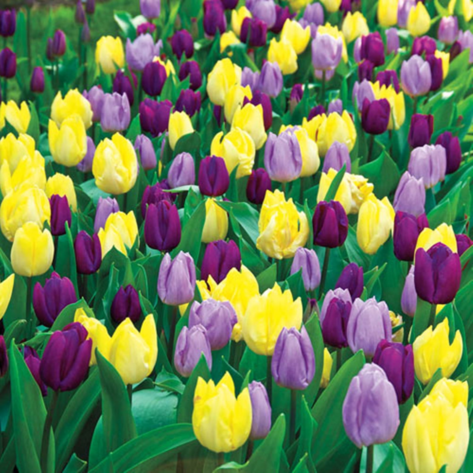 Tulip Bulbs, Tulip Bulbs For Planting , Tulip Bulbs For Planting Bulk