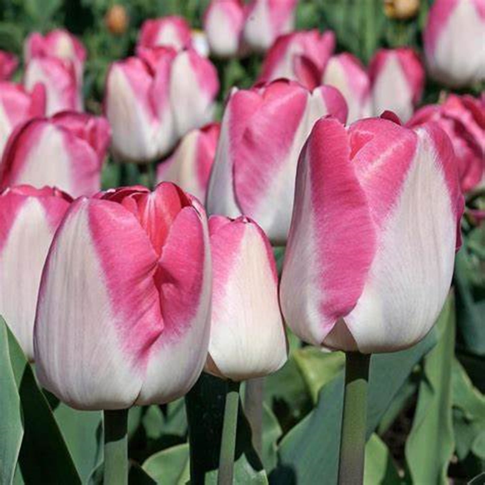Tulip Bulbs, Tulip Bulbs For Planting , Tulip Bulbs For Planting Bulk