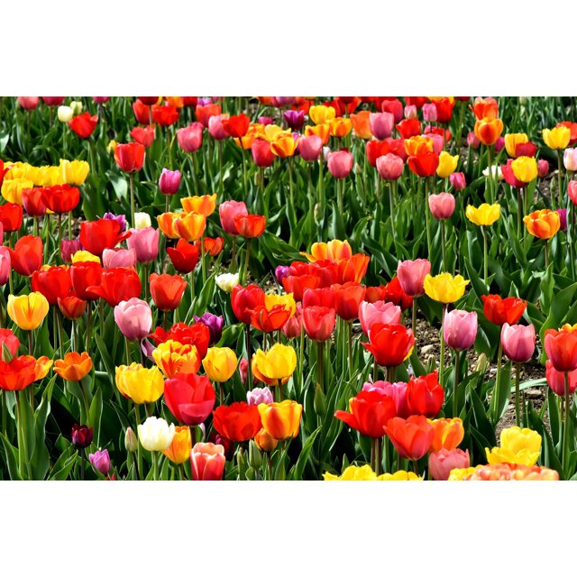 Tulip Bulbs, Tulip Bulbs For Planting , Tulip Bulbs For Planting Bulk Tulip Bulb, Easy To Care