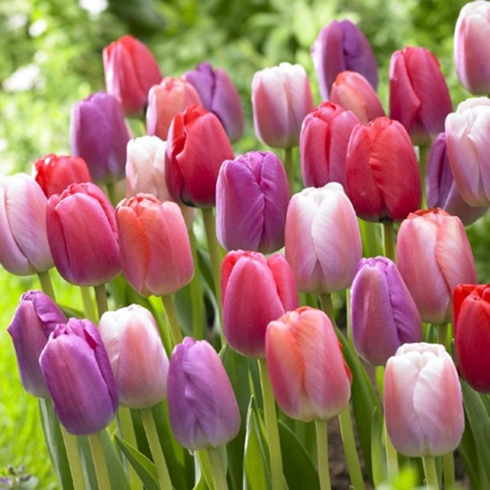 Tulip Bulbs, Tulip Bulbs For Planting , Tulip Bulbs For Planting Bulk