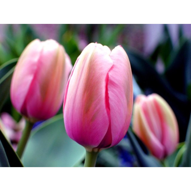 Tulip Bulbs, Tulip Bulbs For Planting , Tulip Bulbs For Planting Bulk Tulip Bulb, Easy To Care
