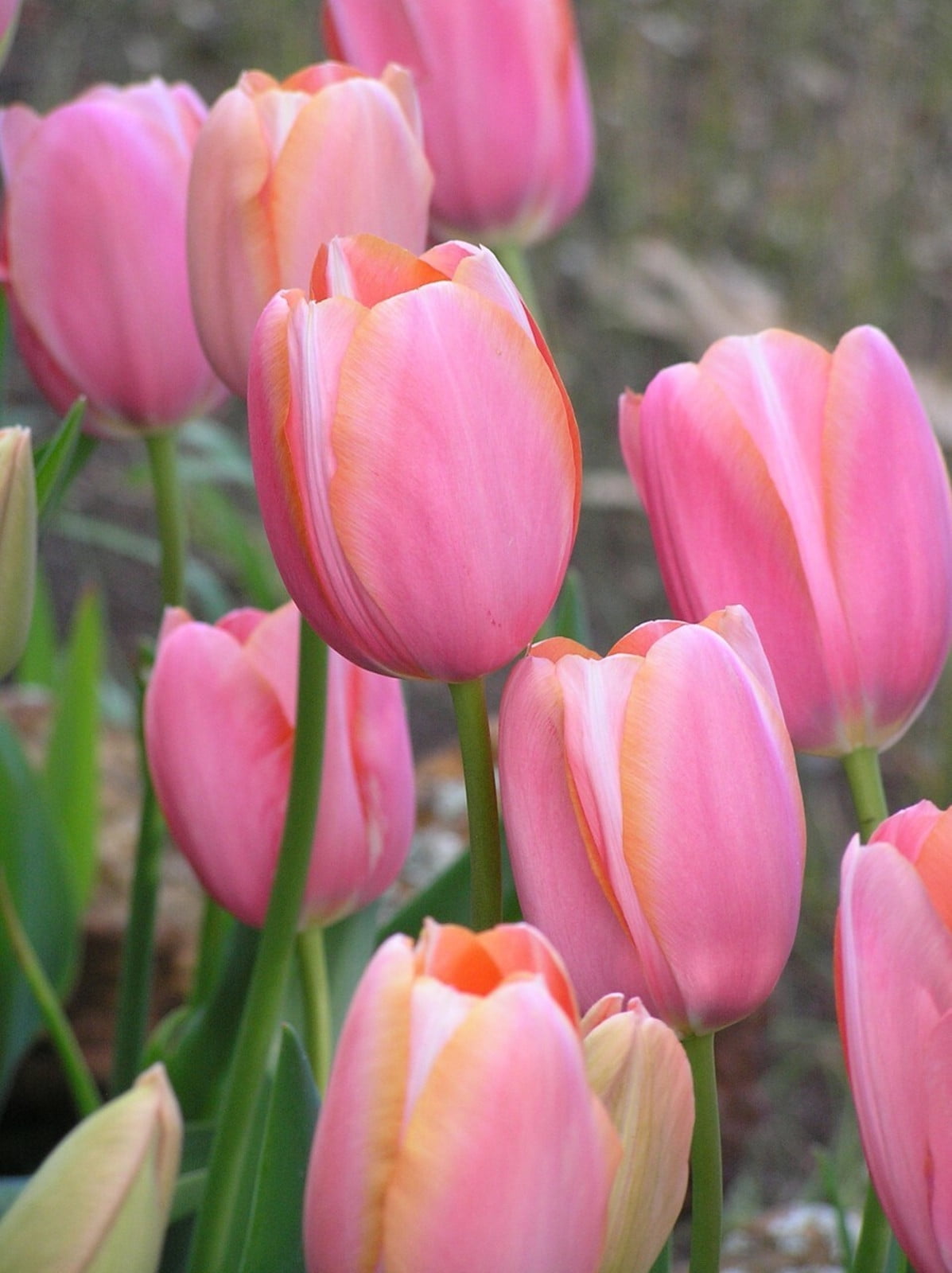 Tulip Bulbs, Tulip Bulbs For Planting , Tulip Bulbs For Planting Bulk