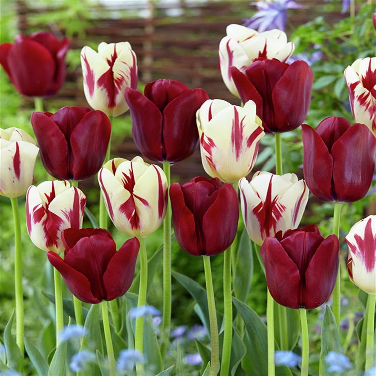 Tulip Bulbs Bulk Flower Plant Planted Lovely Perennial Can Grow Well in