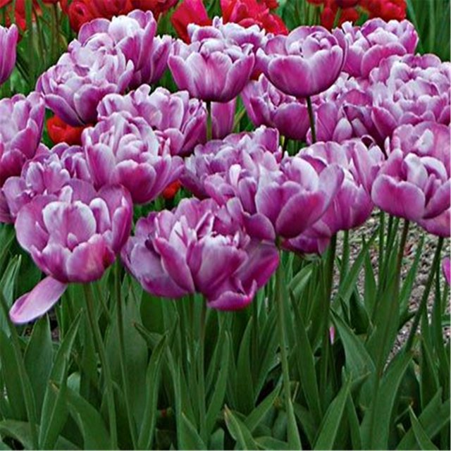 Tulip Bulbs Bulk Flower Plant Planted Lovely Perennial Can Grow Well in