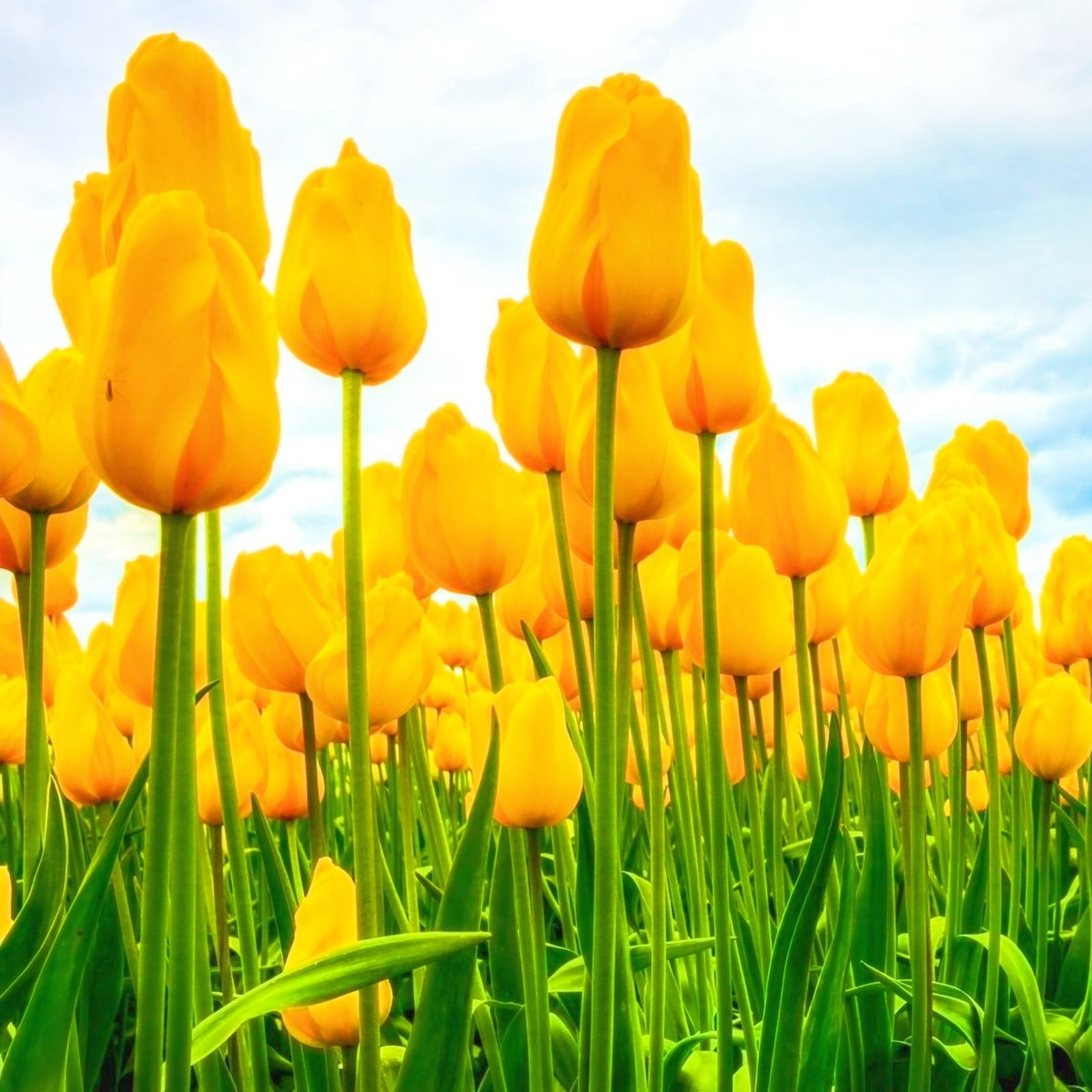 Tulip Bulbs Bulk Tulip Bulbs For Fall Planting Tulip Bulbs Beautiful Flower Plant Home Garden