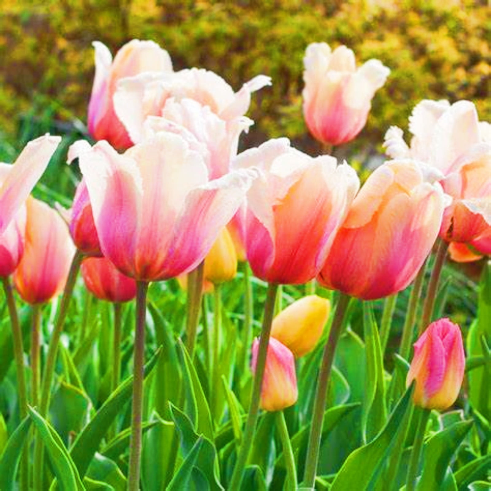Tulip Bulbs Bulk Tulip Plant Tulip Bulbs For Fall Planting Tulip Bulbs Garden Decoration