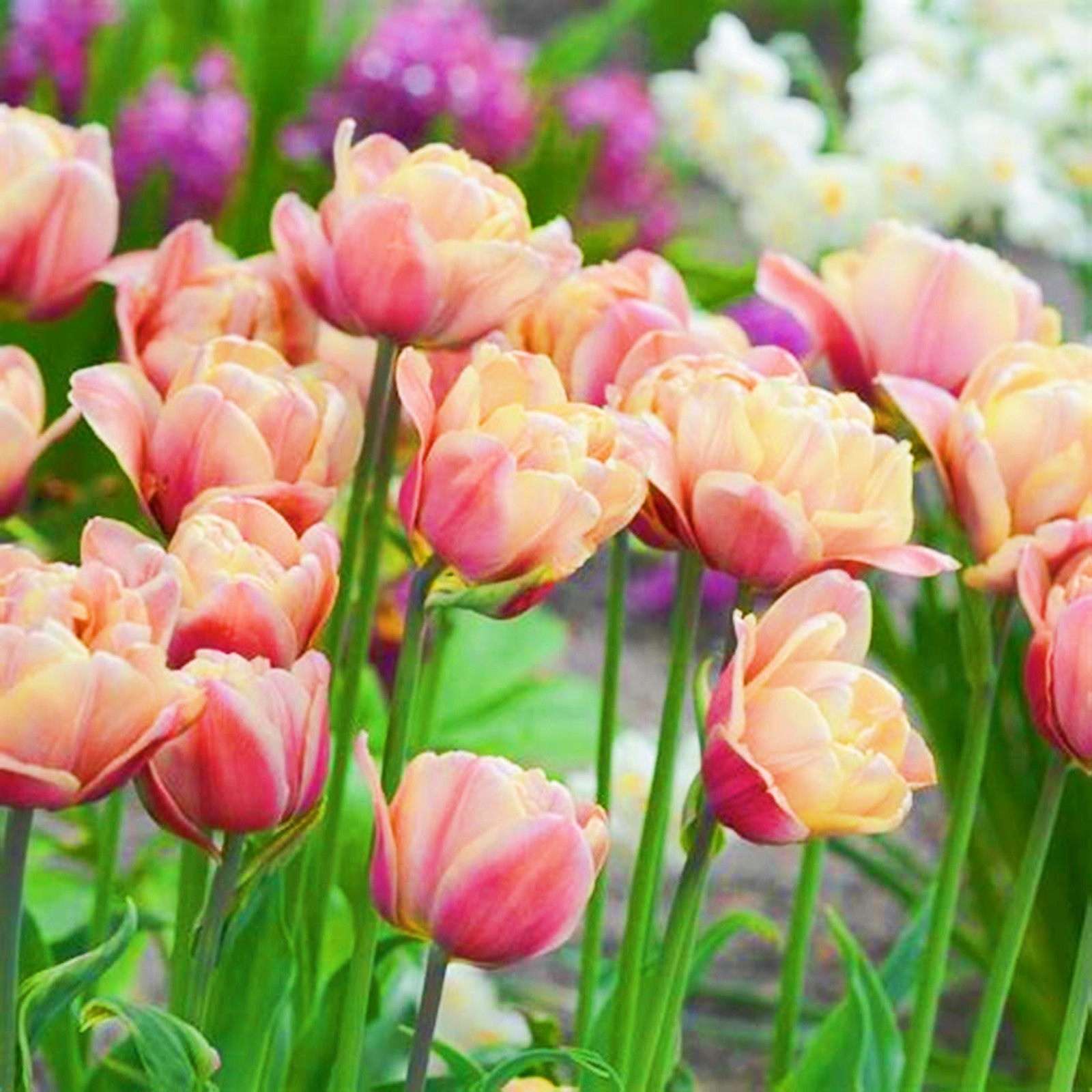 Tulip Bulbs Bulk Tulip Plant Tulip Bulbs For Fall Planting Tulip Bulbs Garden Decoration