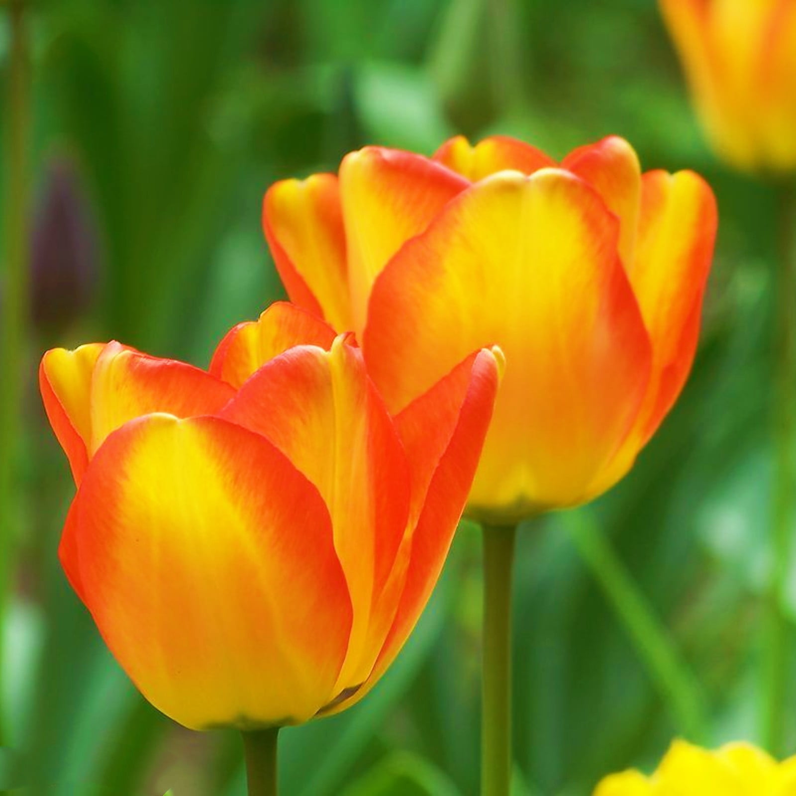 Tulip Bulbs Bulk Tulip Plant Tulip Bulbs For Fall Planting Tulip Bulbs Garden Decoration