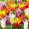 Tulip Bulbs Bulk Tulip Plants Tulip Bulbs For Sale Bloom Year After Year