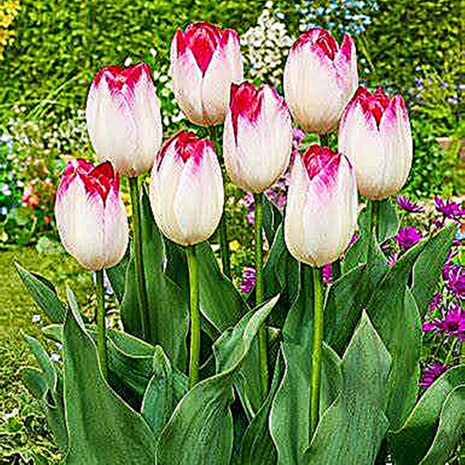 Tulip Bulbs, Four Seasons Plants, Hydroponics, Bulb Plants, Gardening Enthusiasts, Potted Plants