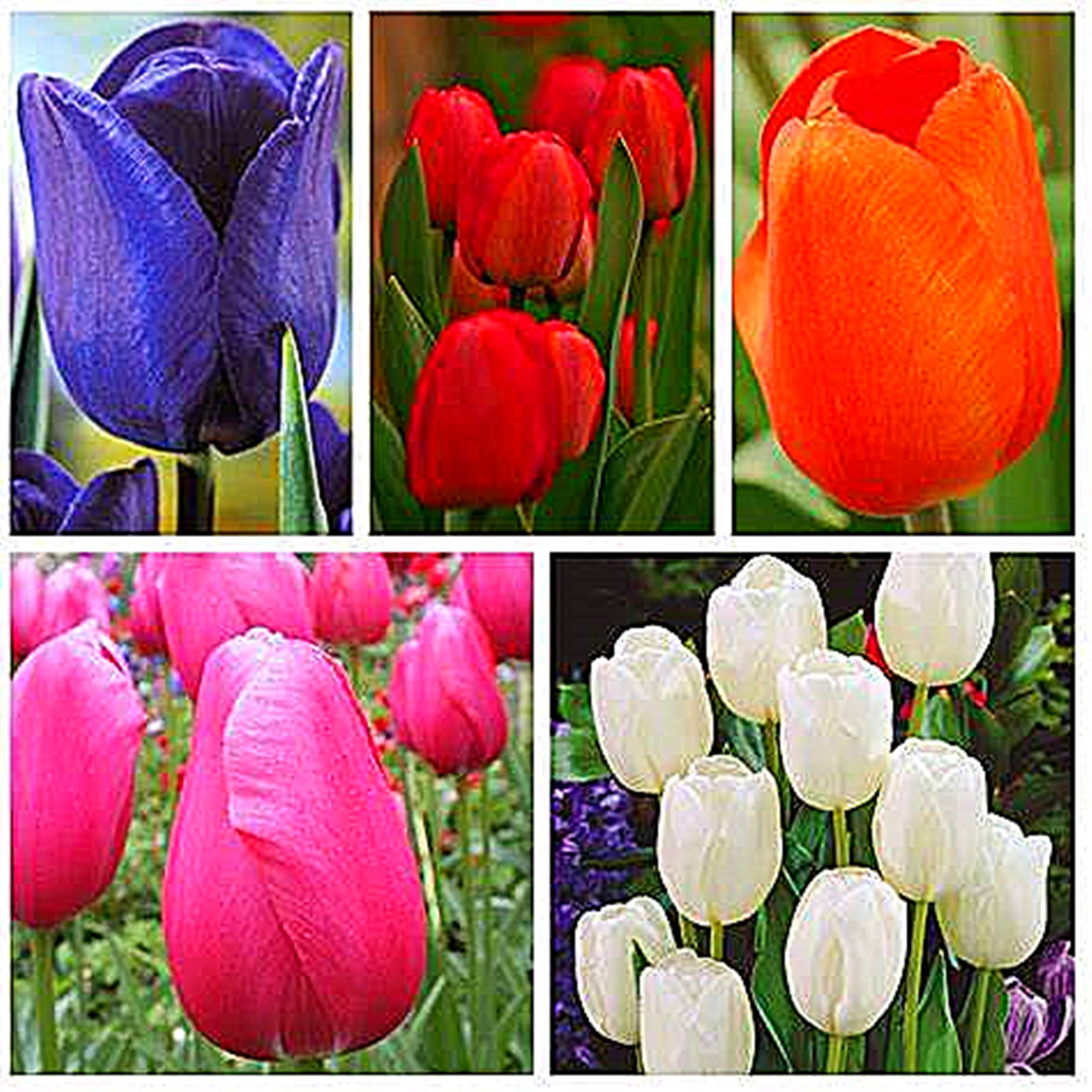 Tulip Bulbs, Four Seasons Plants, Potted Plants，Hydroponics, Bulb