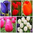 Tulip Bulbs, Four Seasons Plants, Potted Plants，Hydroponics, Bulb