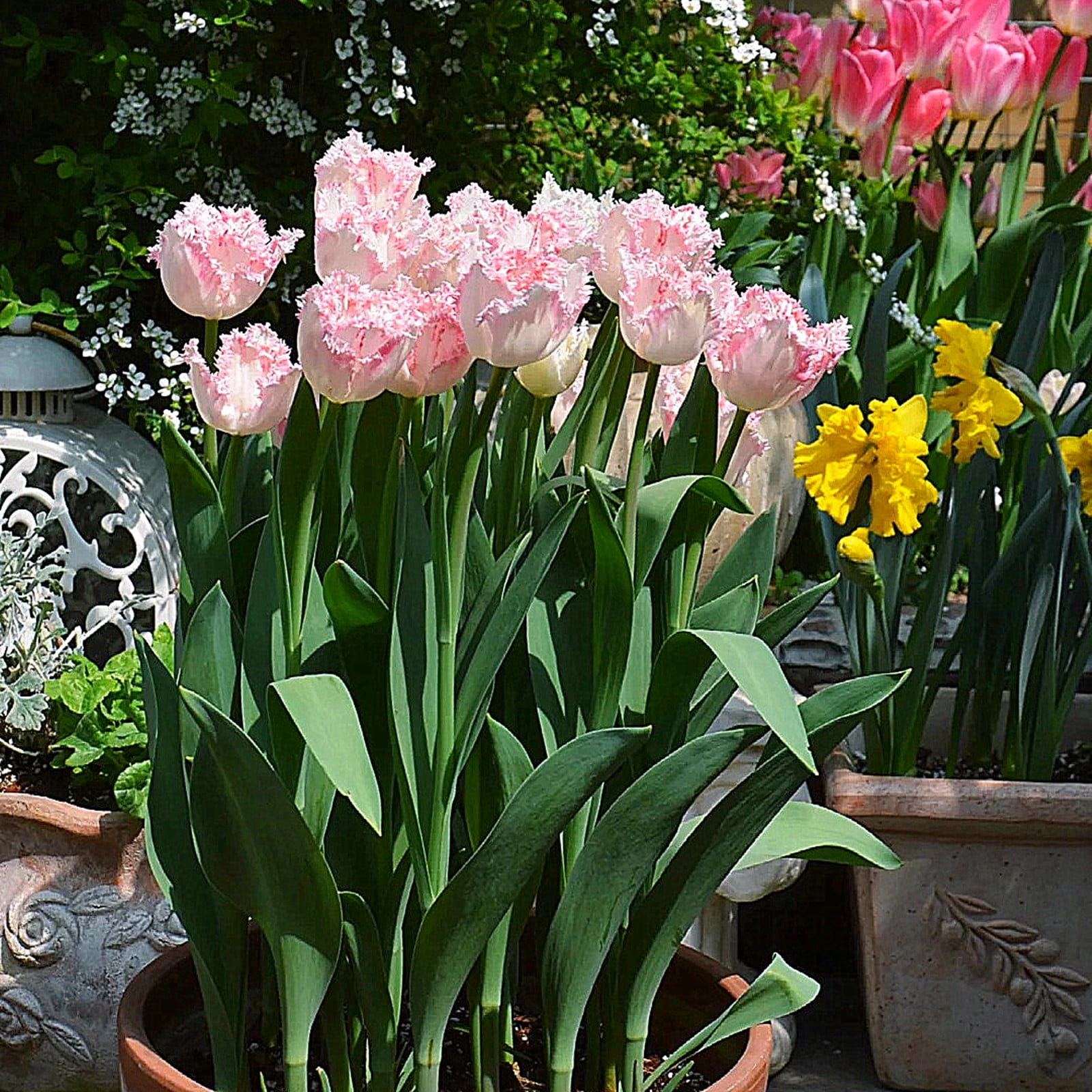 Tulip Bulbs, Four Seasons Plants, Potted Plants，Hydroponics, Bulb