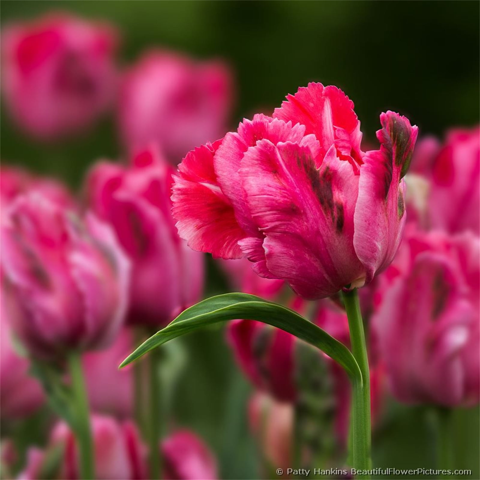 Tulip Bulbs, Perennials,Gardening Enthusiasts,Tulip Flowers,Bulbs