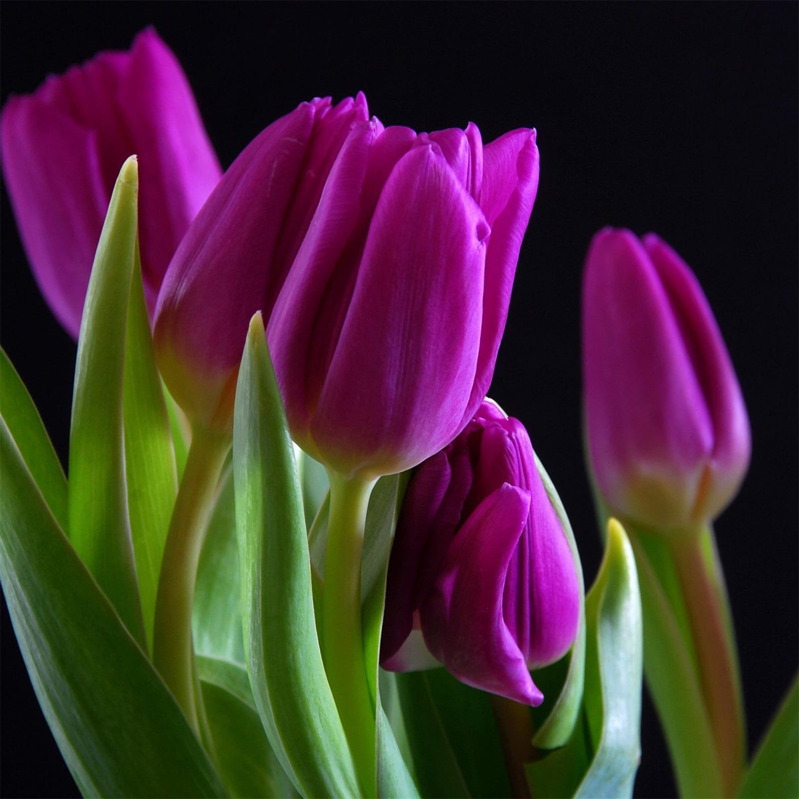 Tulip Bulbs, Perennials,Gardening Enthusiasts,Tulip Flowers,Bulbs