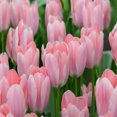 Tulip Bulbs, Perennials,Gardening Enthusiasts,Tulip Flowers,Bulbs