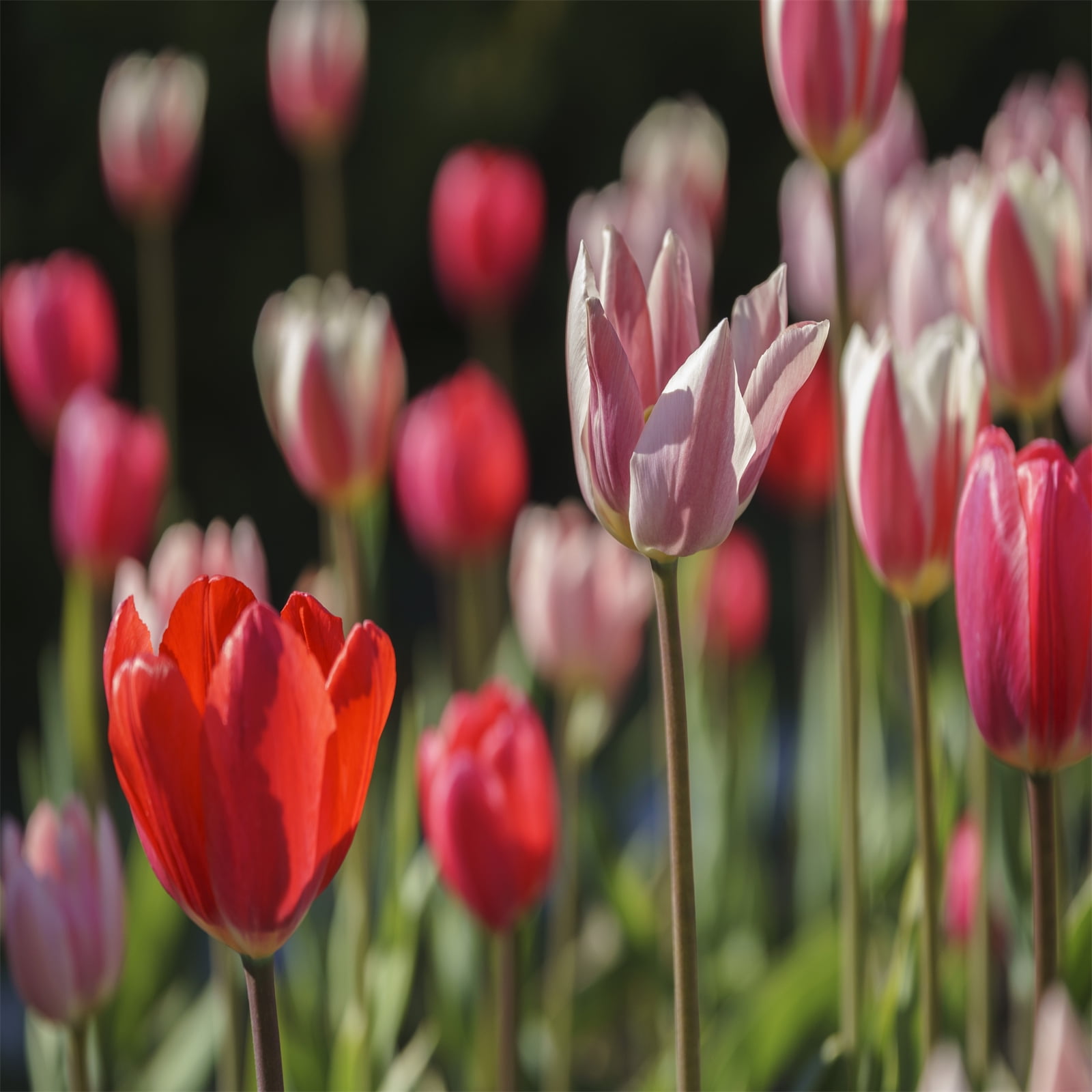 Tulip Bulbs, Perennials,Gardening Enthusiasts,Tulip Flowers,Bulbs