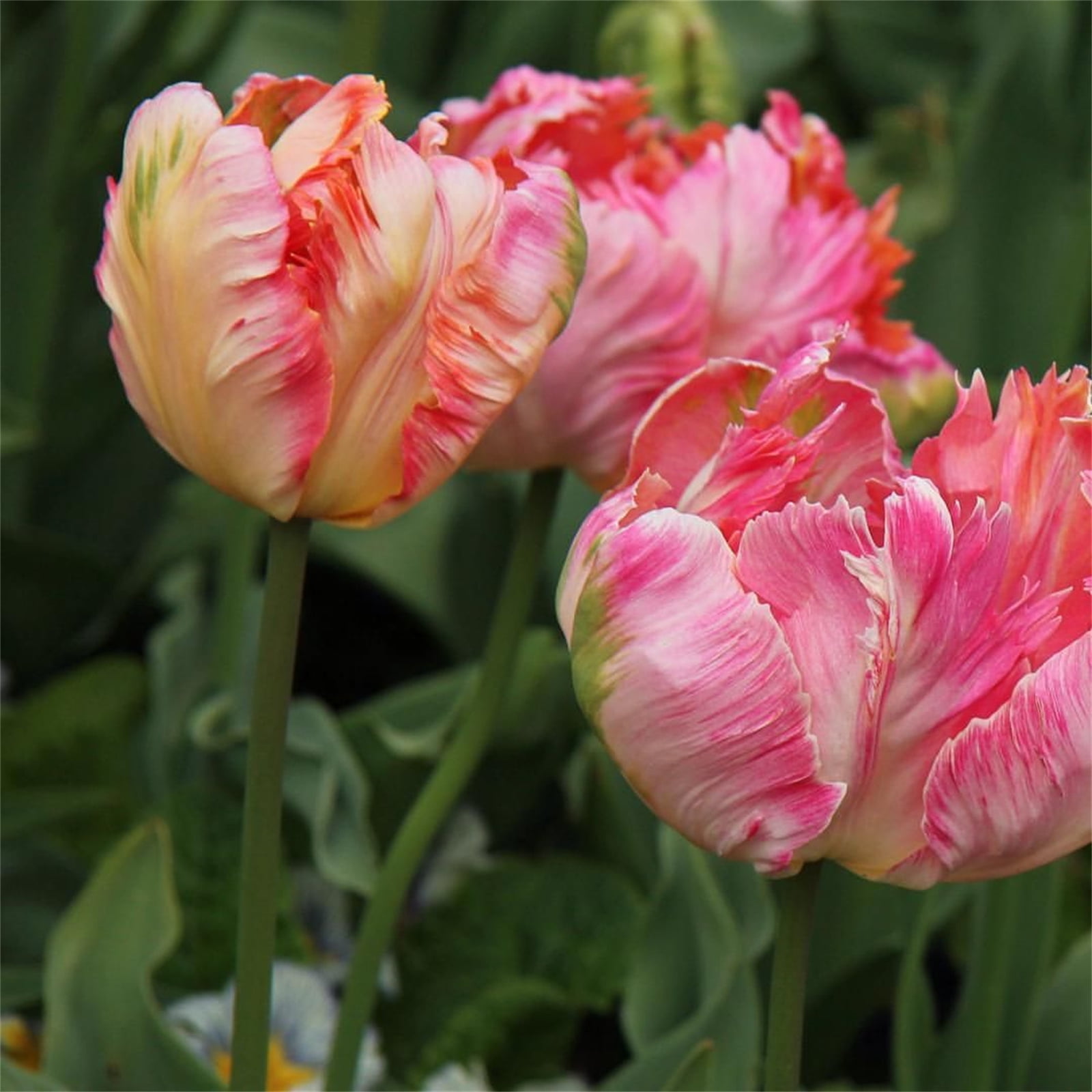 Tulip Bulbs, Perennials,Gardening Enthusiasts,Tulip Flowers,Bulbs