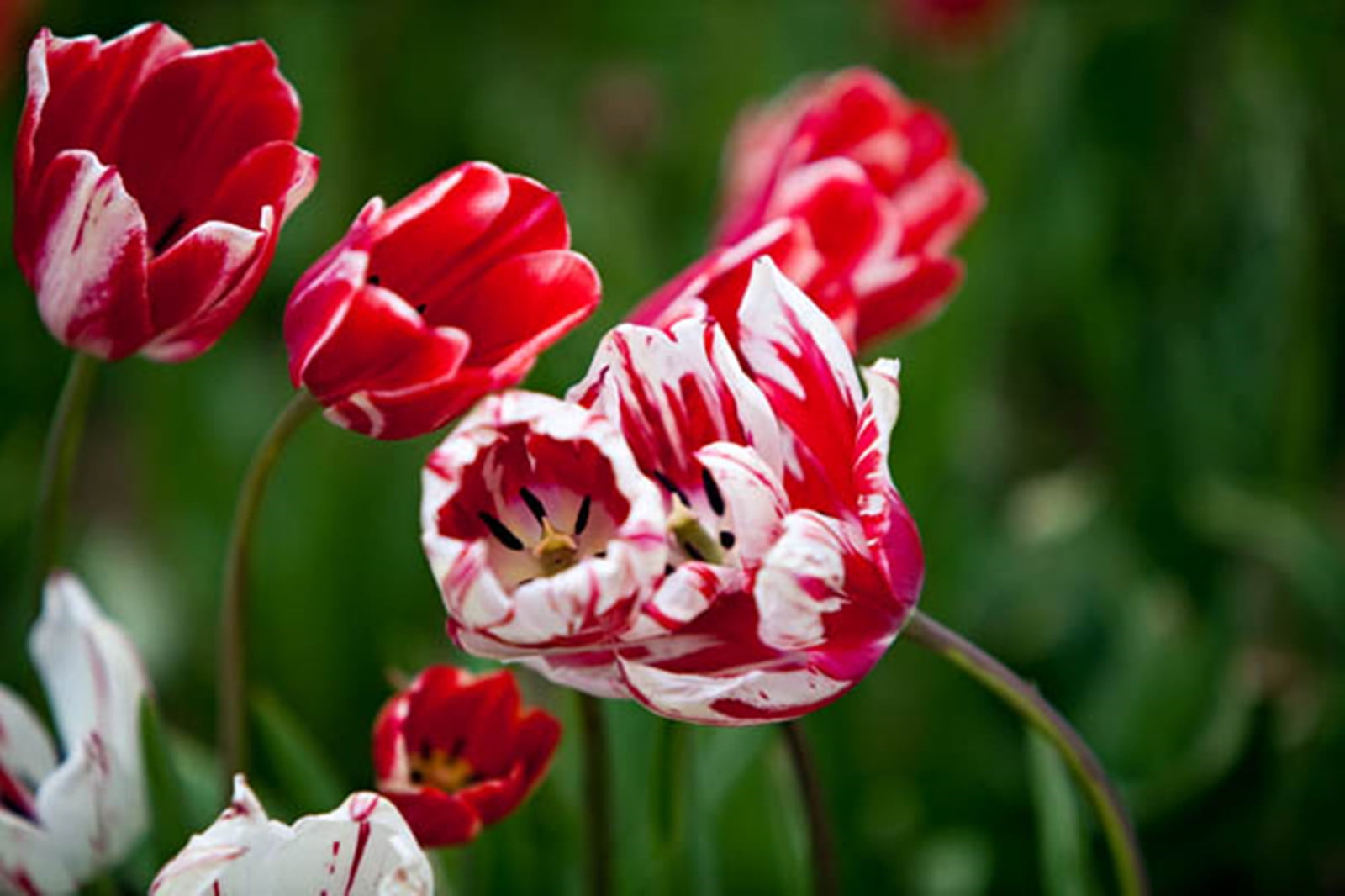 Tulip Bulbs, Perennials,Tulip Flowers,Bulbs,Hydroponics,Gardening