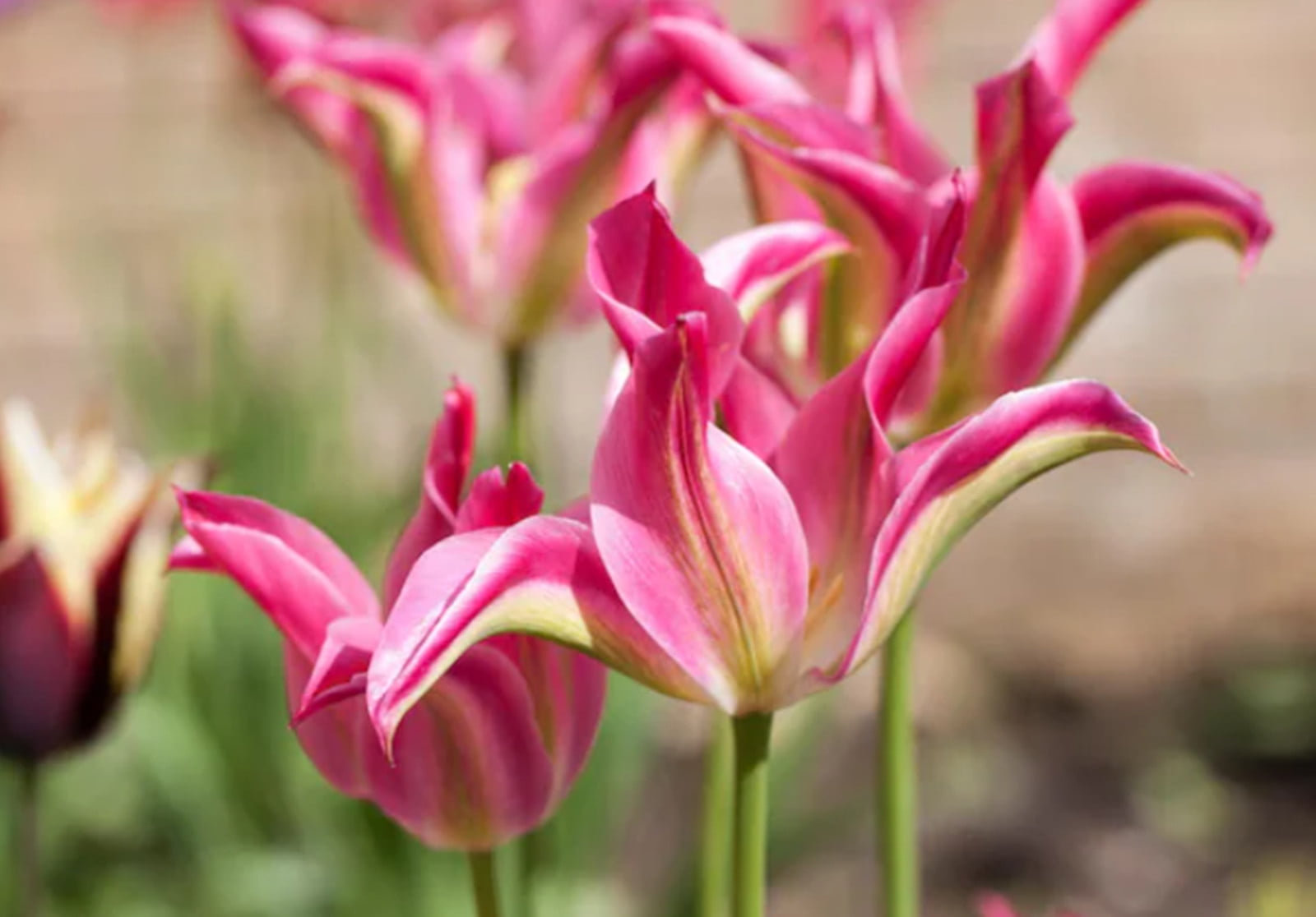 Tulip Bulbs, Perennials,Tulip Flowers,Bulbs,Hydroponics,Gardening