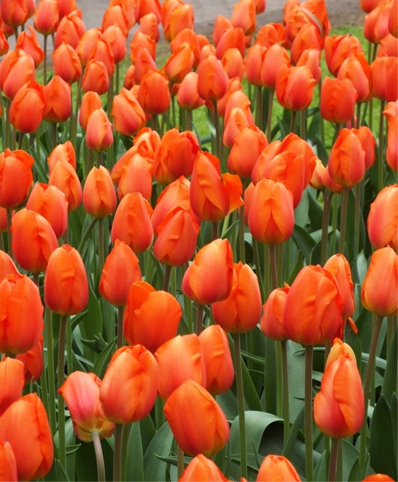 Tulip Bulbs, Perennials,Tulip Flowers,Bulbs,Hydroponics,Gardening ...